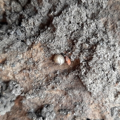 Armadillidium versicolor