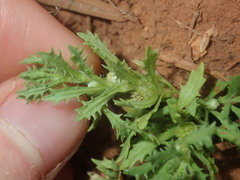 Centipeda crateriformis