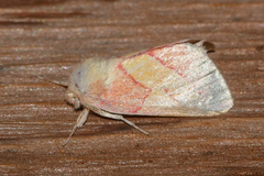Hyparpax aurora