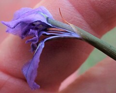 Moraea tripetala