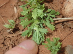 Centipeda crateriformis