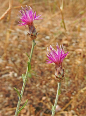 Centaurea orphanidea