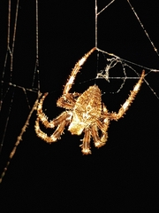 Araneus angulatus