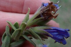 Lobostemon fruticosus