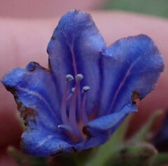 Lobostemon fruticosus