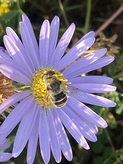 Eristalis arbustorum
