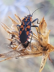 Spilostethus saxatilis