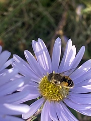 Eristalis arbustorum