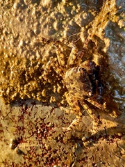Pachygrapsus marmoratus