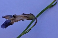 Lobelia capillifolia