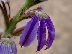 Scaevola aemula