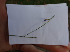 Lobelia capillifolia