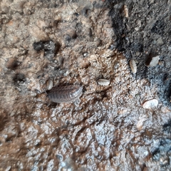 Armadillidium versicolor