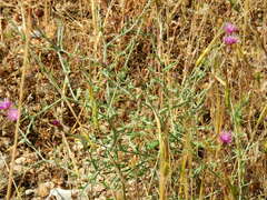 Centaurea orphanidea