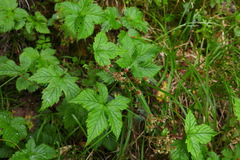 Filipendula kiraishiensis