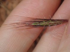 Dichanthium sericeum