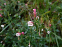 Epilobium amurense