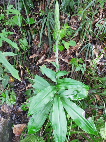 Habenaria stenopetala iNat (2)