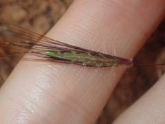 Dichanthium sericeum