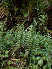 Polystichum lachenense