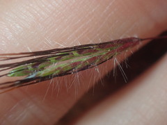 Dichanthium sericeum
