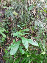Habenaria stenopetala