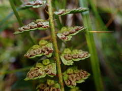 Polystichum lachenense