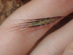 Dichanthium sericeum