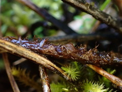 Polystichum lachenense