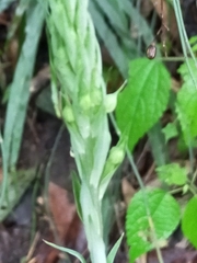 Habenaria stenopetala