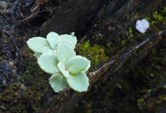 Phedimus subcapitatum