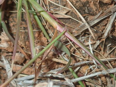 Dichanthium sericeum