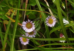 Erigeron morrisonensis