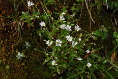 Cerastium morrisonense