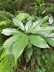 Lindera megaphylla
