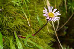 Erigeron morrisonensis
