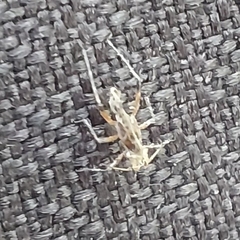 Tuberolachnus salignus