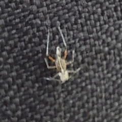 Tuberolachnus salignus