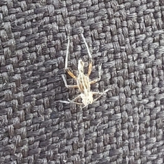 Tuberolachnus salignus