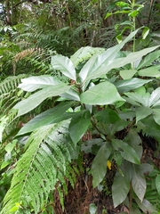 Lindera megaphylla
