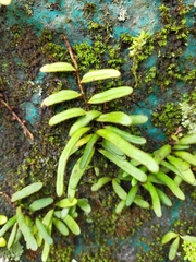 Pyrrosia linearifolia