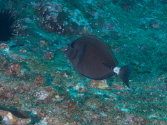 Prionurus microlepidotus