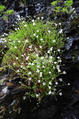 Cerastium morrisonense