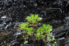 Artemisia morrisonensis