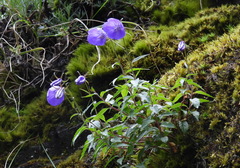 Adenophora morrisonensis