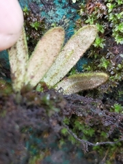 Pyrrosia linearifolia