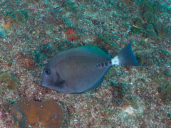 Prionurus microlepidotus