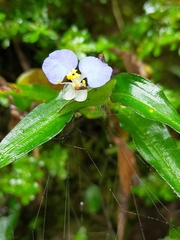 Commelina auriculata