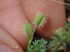 Daucus glochidiatus