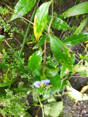 Commelina auriculata